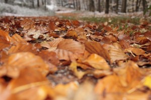 Laub vom Nachbarsgrundstück - Muss der Nachbar zahlen?